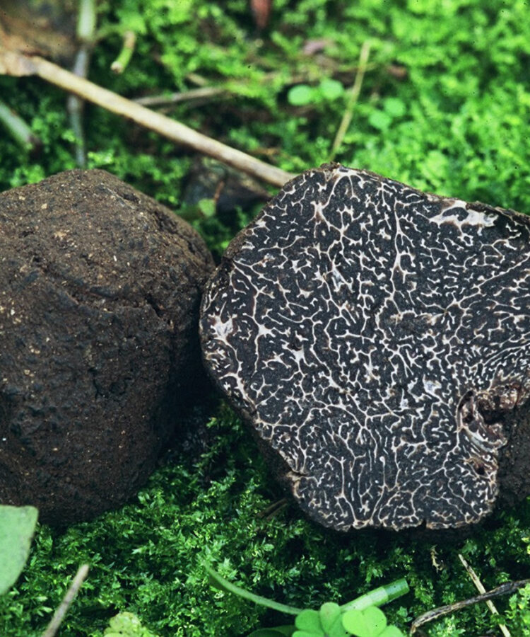 Truffles